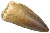 Fossil Spinosaurus Tooth - Real Dinosaur Tooth #361284-1